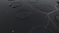 DJI_0499_oppdrett Mowi_fiskesprett_Lill Haugen.MP4
