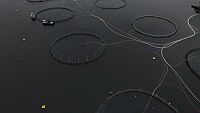 DJI_0499_oppdrett Mowi_fiskesprett_Lill Haugen.MP4